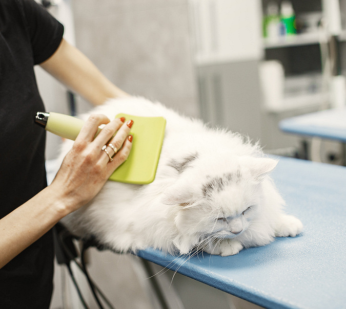 Alergia na sierść zwierząt – jak ją zdiagnozować i jak sobie z nią radzić?