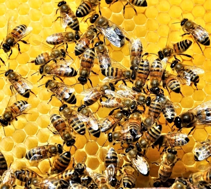 Użądlenie osy i pszczoły - co zrobić?