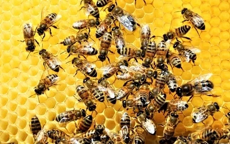 Użądlenie osy i pszczoły - co zrobić?